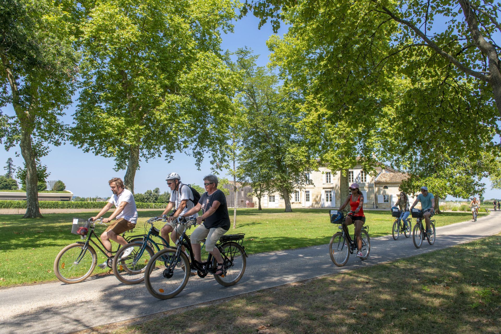 Vélo dans le vignoble