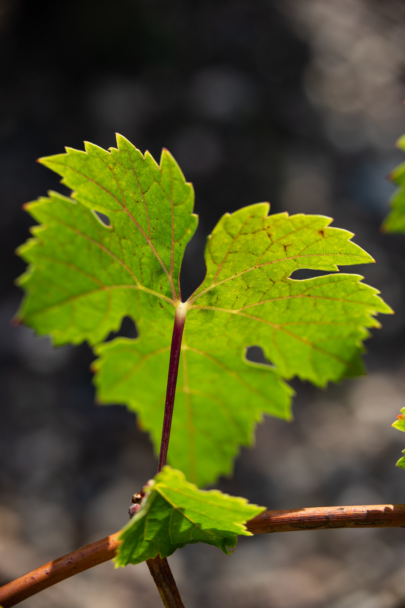 Feuille de vigne