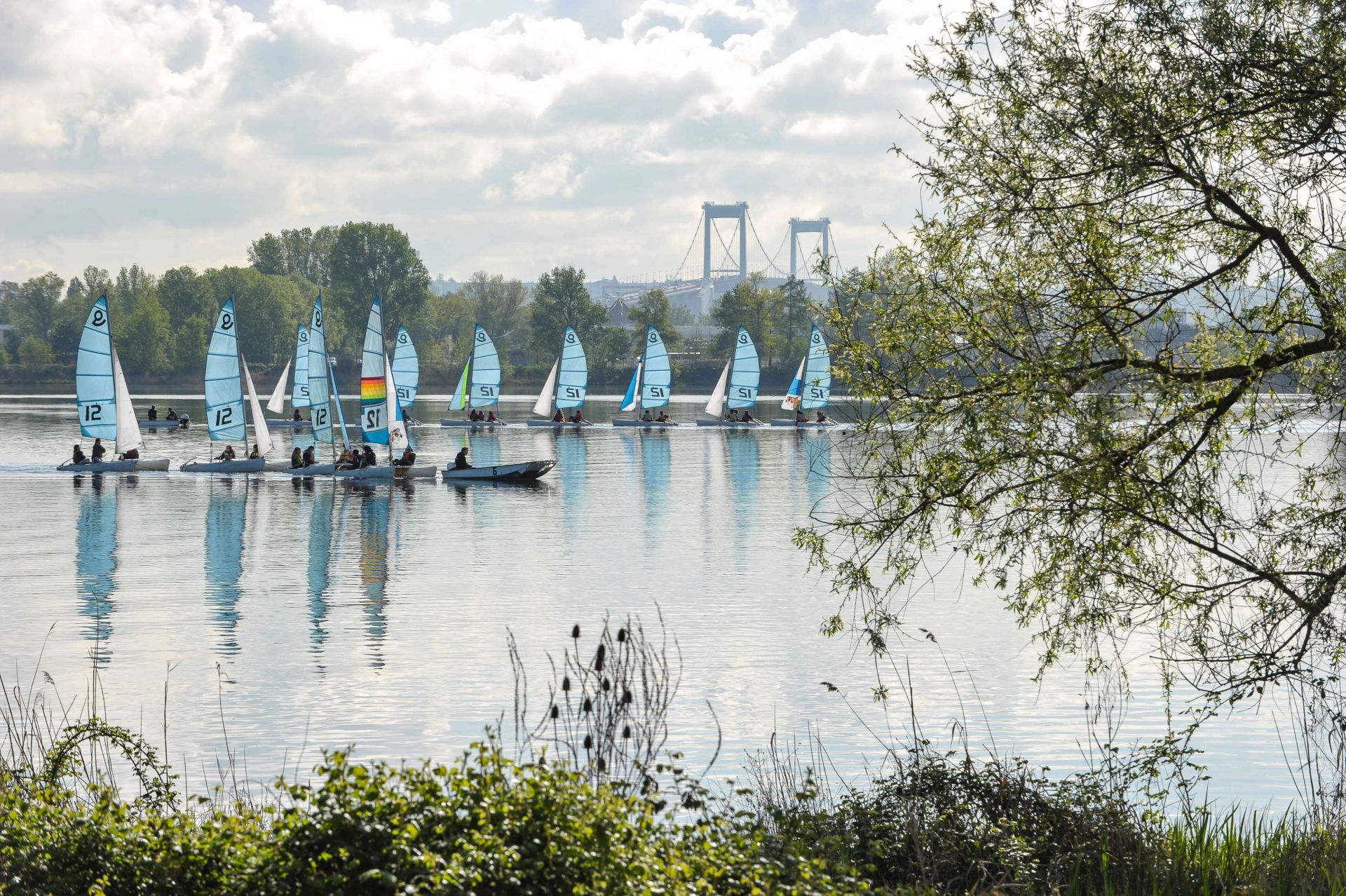 Une flottille de voiliers avec voiles blanches et bleues naviguant sur la Garonne à Bordeaux, avec le pont d'Aquitaine visible en arrière-plan et la végétation en premier plan.