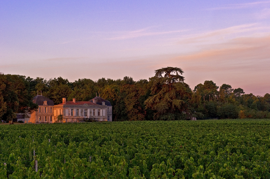 Château viticole du Bordelais au coucher du soleil, entouré de vignobles verts et de grands arbres séculaires, photographié depuis les rangs de vigne.