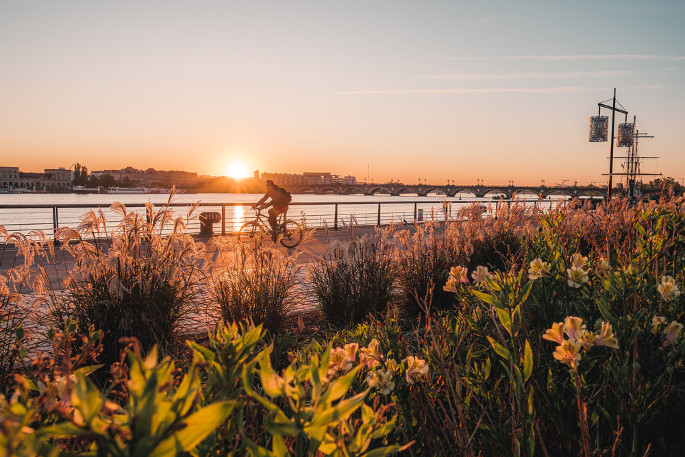 Coucher de soleil sur la Garonne à Bordeaux avec des fleurs sauvages au premier plan, une voile historique et des bâtiments en arrière-plan