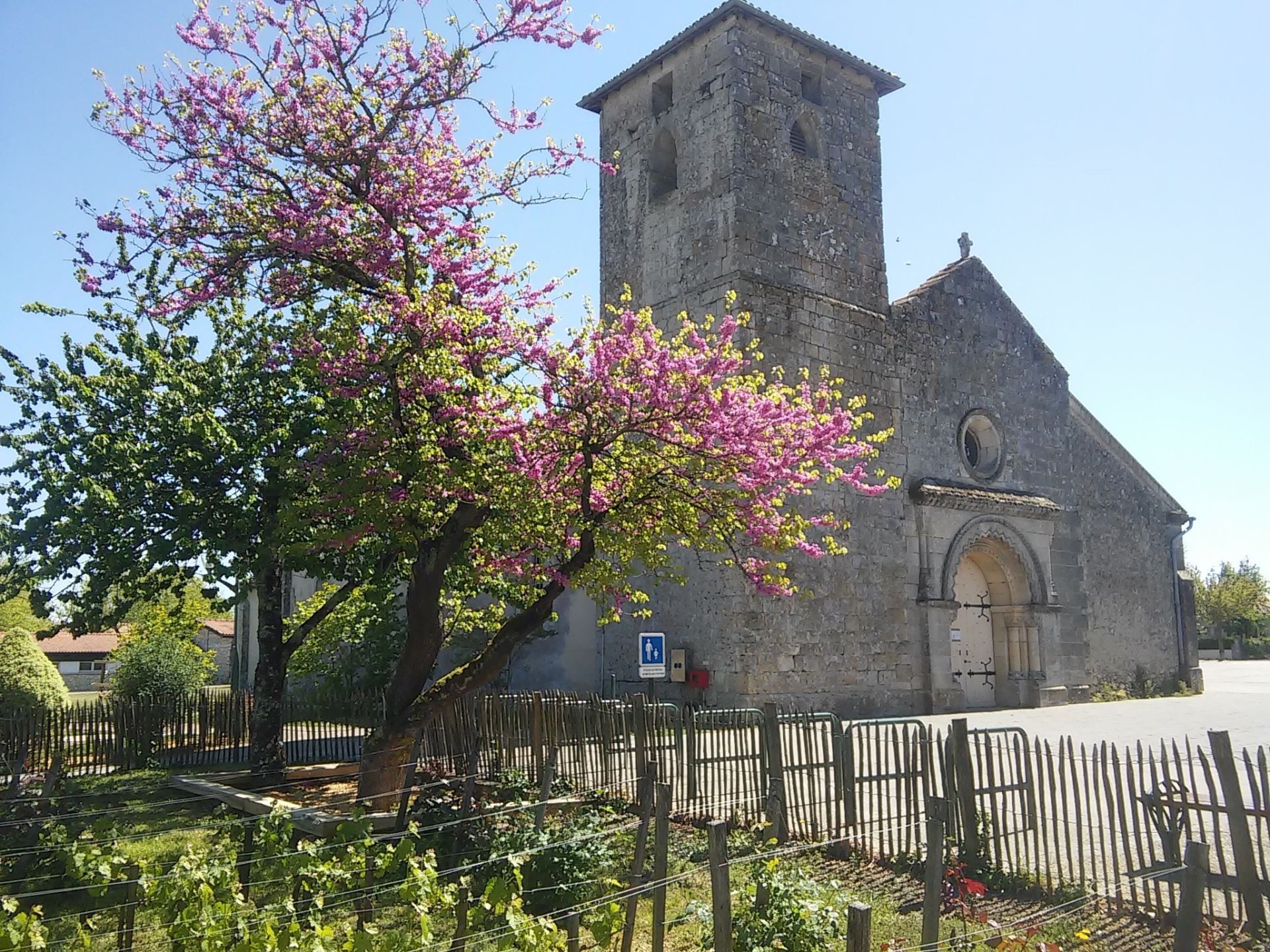 Église en pierre avec tour carrée, entourée d'un cimetière et d'un arbre aux fleurs roses et jaunes en fleur, sous un ciel bleu dégagé.