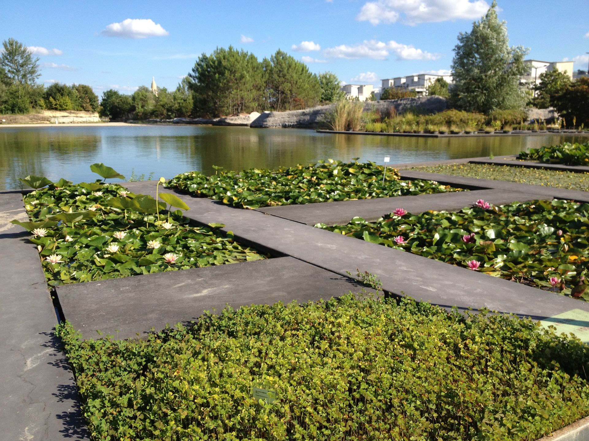 Jardin aquatique avec des nénuphars roses et blancs cultivés sur des bacs de culture noire, bordant une rivière calme avec des arbres et des immeubles en arrière-plan à Bordeaux.