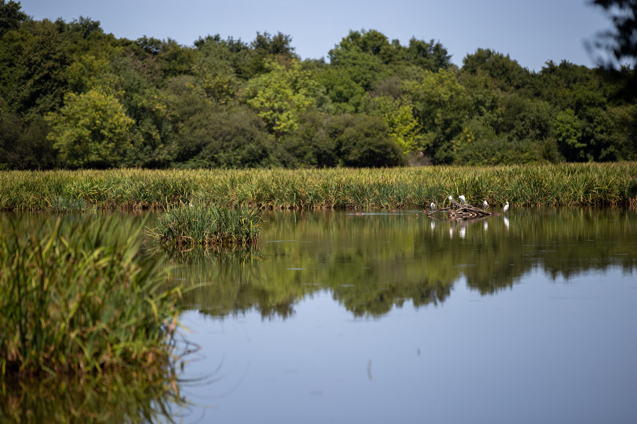 Zone humide avec roseaux et eau calme, bordée d'une forêt dense sous un ciel bleu dégagé, près de Bordeaux.