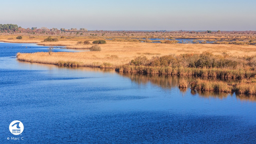 Paysage de zones humides avec canaux d'eau bleue sinueux bordés de roseaux dorés et de végétation clairsemée sous un ciel dégagé