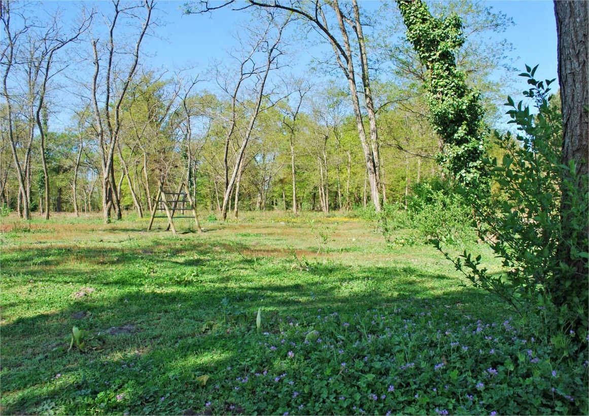 Forêt de pins avec clairière fleurie de fleurs violettes, plateforme d'observation en bois au centre, ciel bleu dégagé