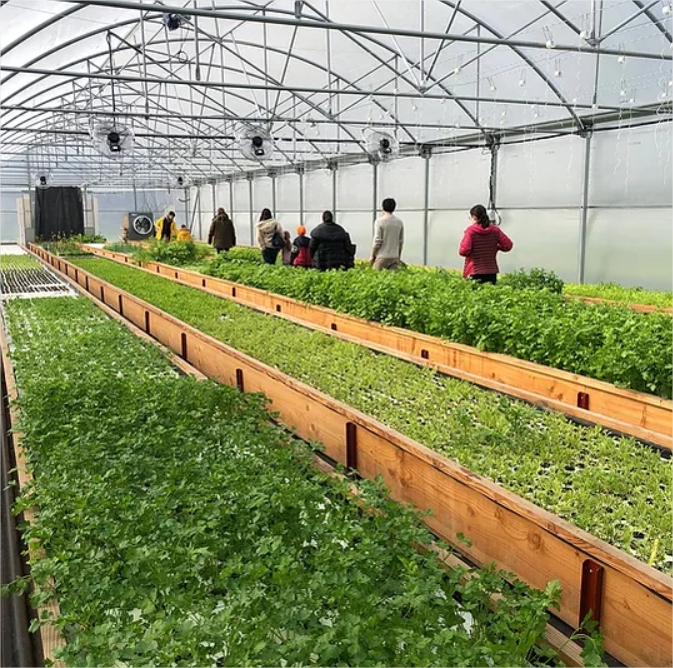 Intérieur d'une serre agricole avec des rangées de plants verts en culture hydroponique, des visiteurs observant les cultures, structure en acier et parois translucides.