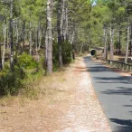 Un enfant à vélo avec un sac à dos rouge circulant sur une route forestière bordée de pins et d'arbres