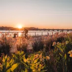 Coucher de soleil sur la Garonne à Bordeaux avec des fleurs sauvages au premier plan, une voile historique et des bâtiments en arrière-plan