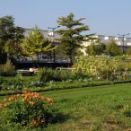 Parc urbain verdoyant à Bordeaux avec fleurs orange au premier plan, pelouse, jardins potagers, arbres, un banc avec une personne, et immeubles modernes en arrière-plan sous un ciel dégagé.