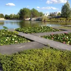 Jardin aquatique avec des nénuphars roses et blancs cultivés sur des bacs de culture noire, bordant une rivière calme avec des arbres et des immeubles en arrière-plan à Bordeaux.