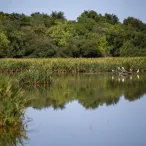 Zone humide avec roseaux et eau calme, bordée d'une forêt dense sous un ciel bleu dégagé, près de Bordeaux.