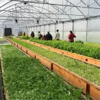 Intérieur d'une serre agricole avec des rangées de plants verts en culture hydroponique, des visiteurs observant les cultures, structure en acier et parois translucides.