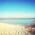 Plage de sable fin avec eaux turquoise, roseaux et pins maritimes, paysage côtier serein sous ciel bleu dégagé