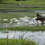 Réserve naturelle nationale des Marais de Bruges