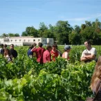 Groupe de visiteurs écoutant un guide dans un vignoble de Bordeaux, avec des bâtiments de domaine viticole en arrière-plan sous un ciel bleu.