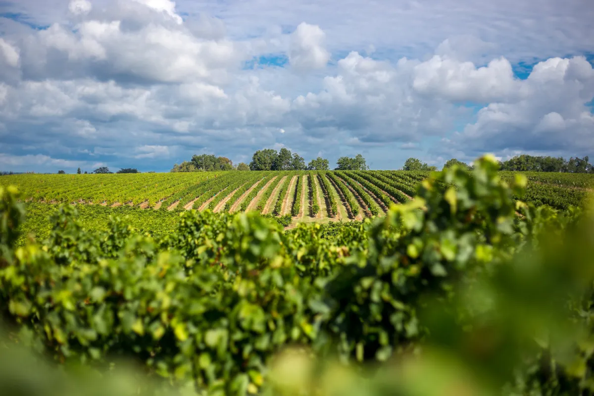 Vignes durables à Bordeaux