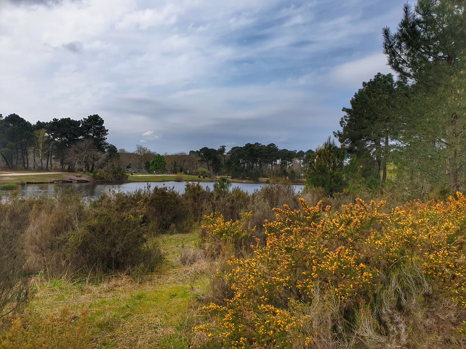 Bois des sources du Peugue