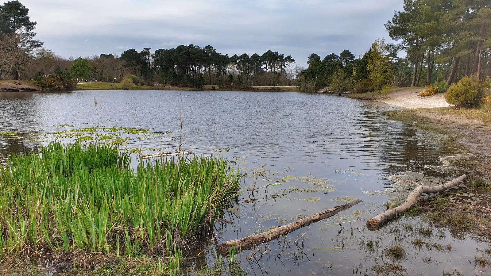 Bois des sources du Peugue