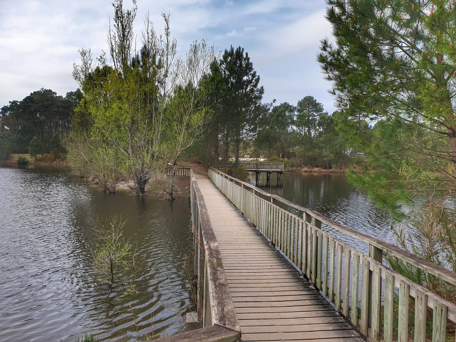 Bois des sources du Peugue