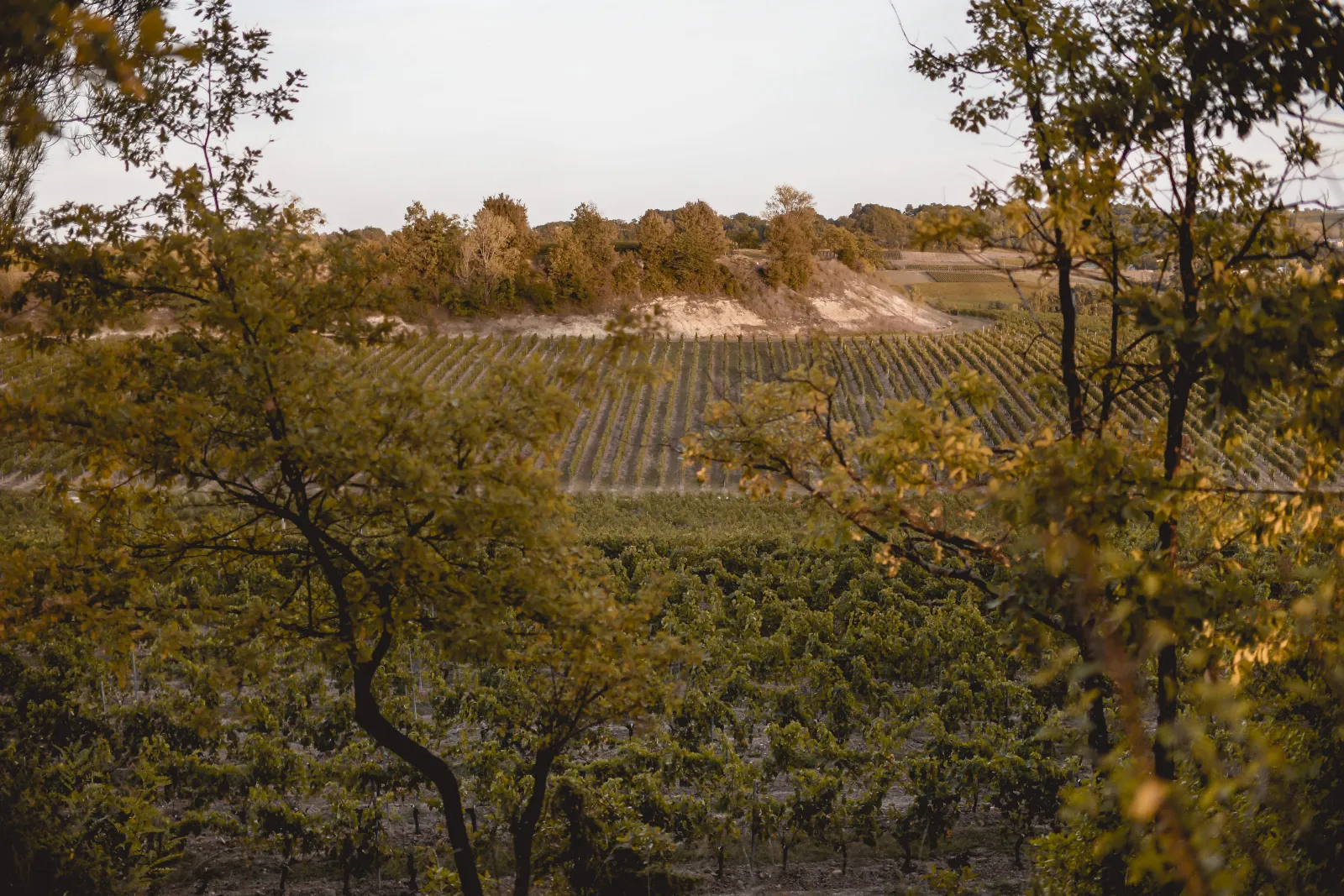 Vue sur les vignobles en automne du domaine Château Mangot à Bordeaux, avec rangées de vignes en premier plan et collines boisées en arrière-plan
