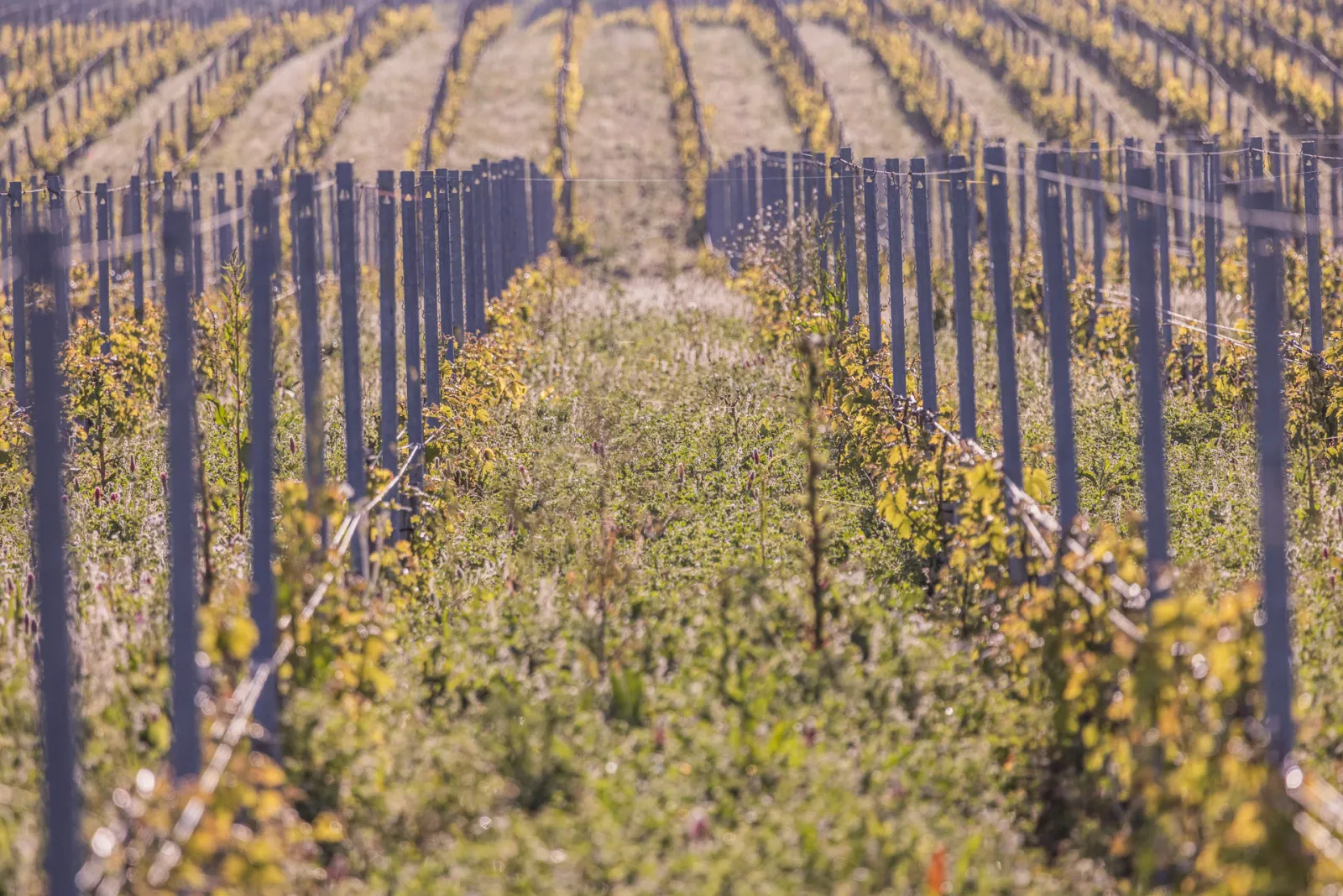 Rangées de vignes du Château Sénéjac à Bordeaux en automne, avec des piquets de bois et des feuilles jaunes et vertes, perspective de profondeur sur les lignes de plantation