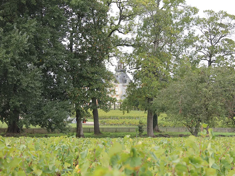 Vue du Château Marquis d'Alesme Becker à Bordeaux, aperçu entre les arbres d'un parc avec vignes en premier plan et clôture blanche.