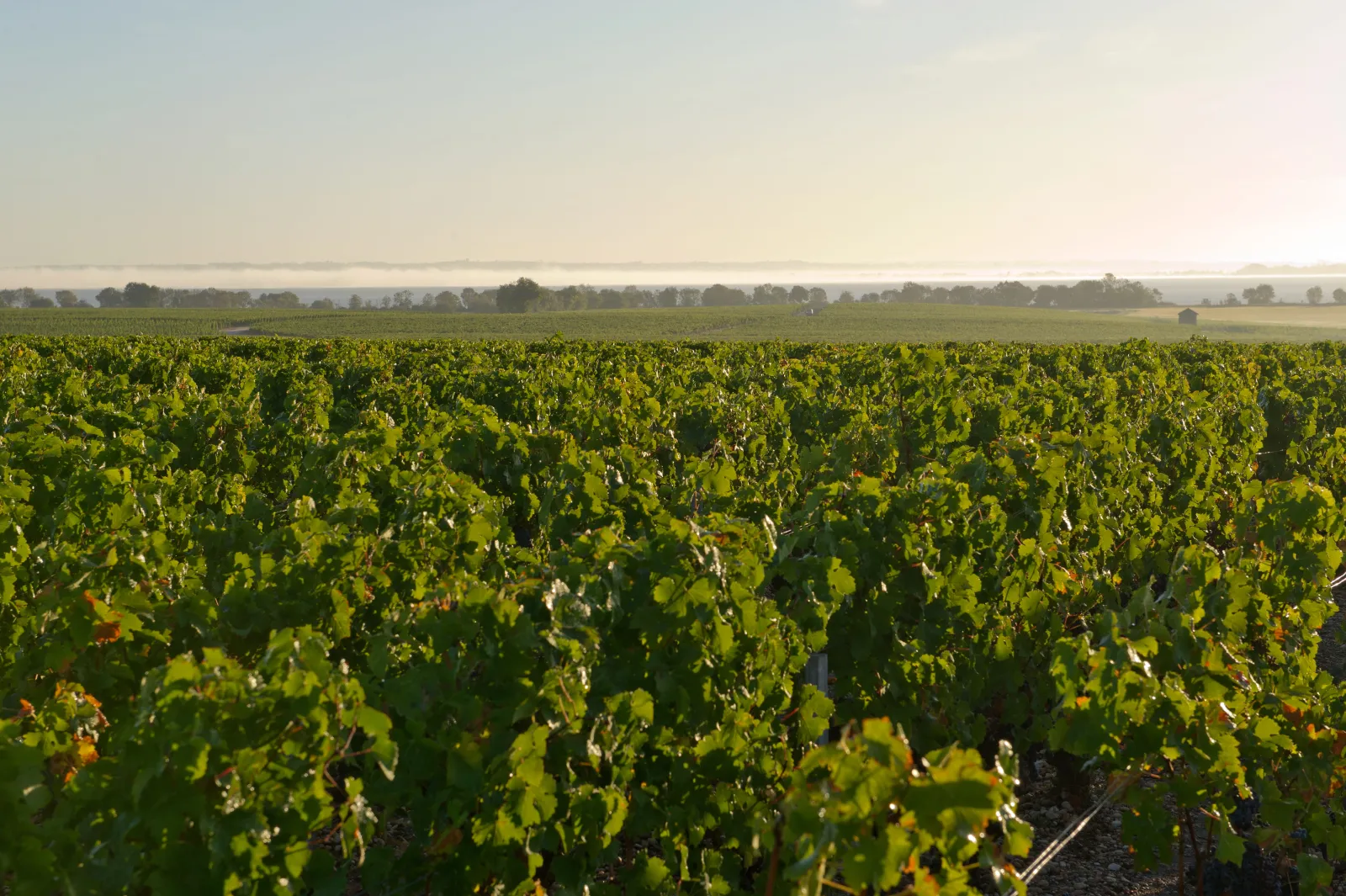 Vignoble du Château Tronquoy à Bordeaux, montrant les rangées de plants de raisin en verdure sous un ciel dégagé, avec des arbres et des bâtiments visibles à l'horizon.