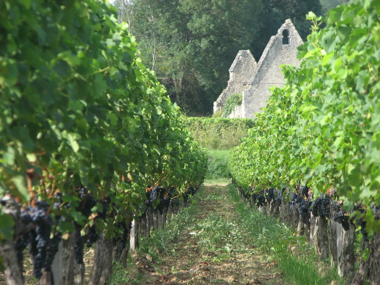 Rangées de vignes avec des raisins noirs mûrs dans un vignoble bordelais, encadrant une vue du Château Bernateau en pierre au fond