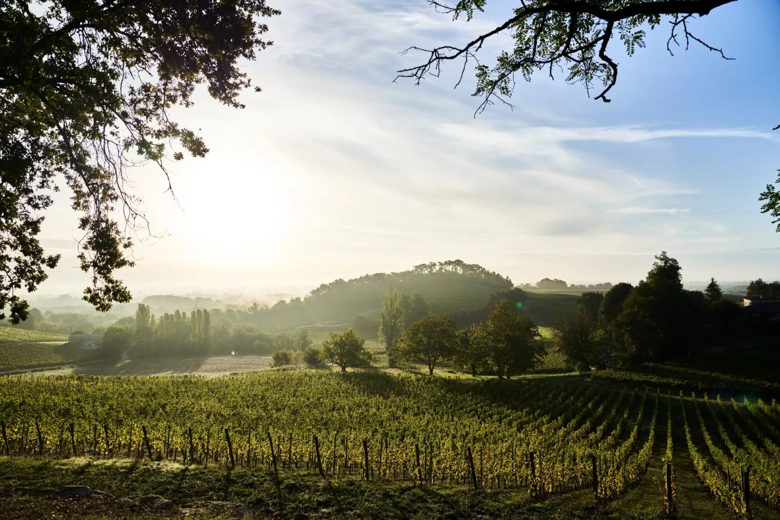 Vue panoramique des vignobles de Bordeaux s'étendant sur les collines ondulantes, avec des rangées de vignes au premier plan, des arbres épars et des bois en arrière-plan sous un ciel partiellement nuageux.
