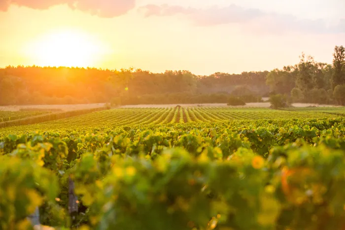 Vignoble de Pessac-Léognan au coucher de soleil avec rangées de vignes vertes et forêt en arrière-plan