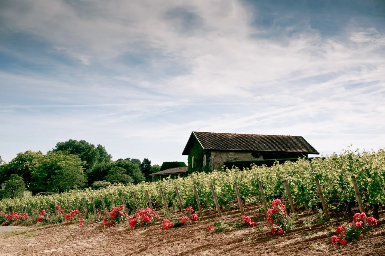 Vignoble du Château Malartic-Lagravière à Bordeaux avec rangées de vignes, roses rouges intercalées et bâtiment de pierre en arrière-plan sous un ciel nuageux