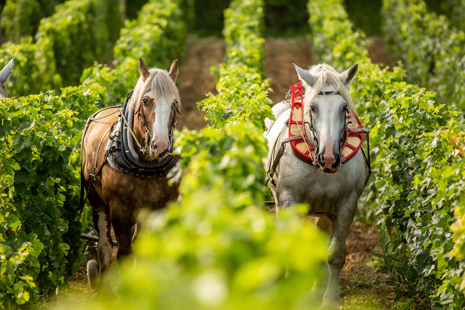 Deux chevaux de trait attelés marchant entre les rangées de vignes du Château Petit Val à Bordeaux, l'un brun portant une selle, l'autre gris avec un harnais rouge.