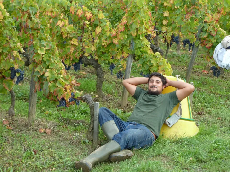 Un homme détend dans un transat jaune entre les rangées de vignes d'un vignoble en automne, avec des grappes de raisin visible et un feuillage coloré