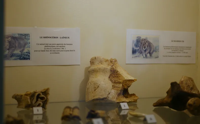 Exposition muséale présentant des fossiles de rhinocéros laineux avec panneaux informatifs et reconstitutions osseuses