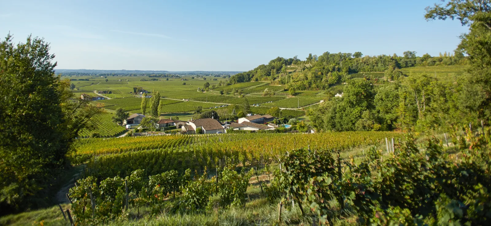 Vue panoramique des vignobles du Château Bernateau à Bordeaux, avec des rangées de vignes en premier plan, des bâtiments de la propriété au centre, et un paysage vallonné parsemé de forêts et de champs en arrière-plan sous un ciel bleu.