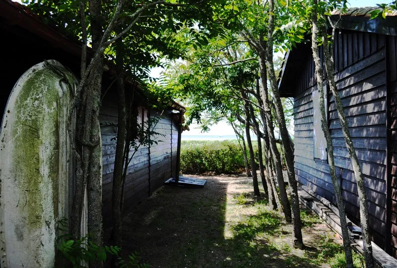 Allée ombragée entre deux cabanes en bois sur l'Île aux Oiseaux à Bordeaux, avec des arbres formant une voûte naturelle et une vue dégagée vers l'eau en arrière-plan.