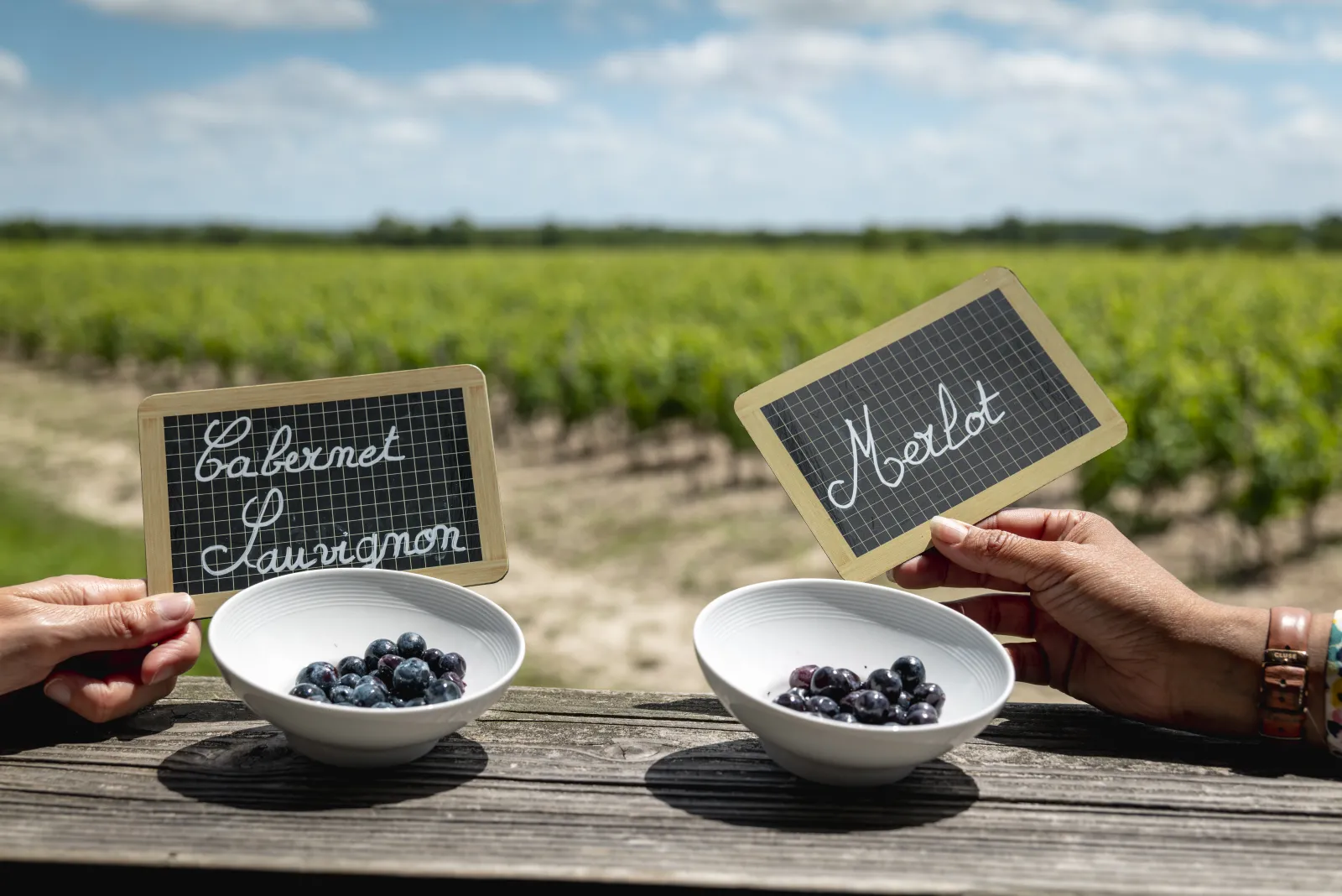 Comparaison de deux cépages de raisin dans des bols blancs avec étiquettes ardoise devant un vignoble de Bordeaux