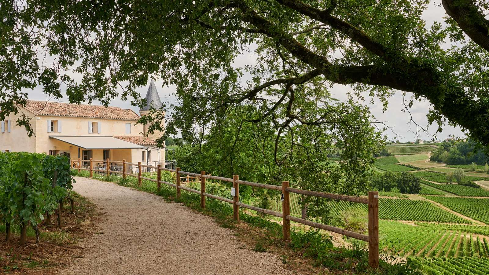Vue d'une propriété viticole avec un bâtiment en pierre de couleur ocre, doté d'une terrasse et d'une tour, entouré de vignobles verdoyants et d'un grand arbre feuillu au premier plan, dans la région bordelaise.