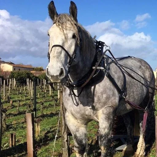 Cheval de trait gris attelé portant un harnais de travail dans les vignobles du Château Larmande à Bordeaux