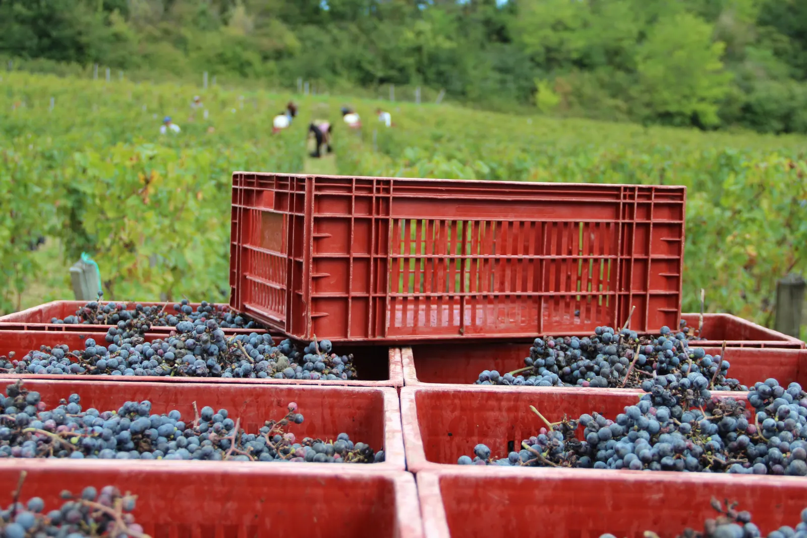 Bacs de vendange remplis de raisins noirs lors des vendanges au Château Bernateau à Bordeaux, avec des travailleurs dans les vignes en arrière-plan