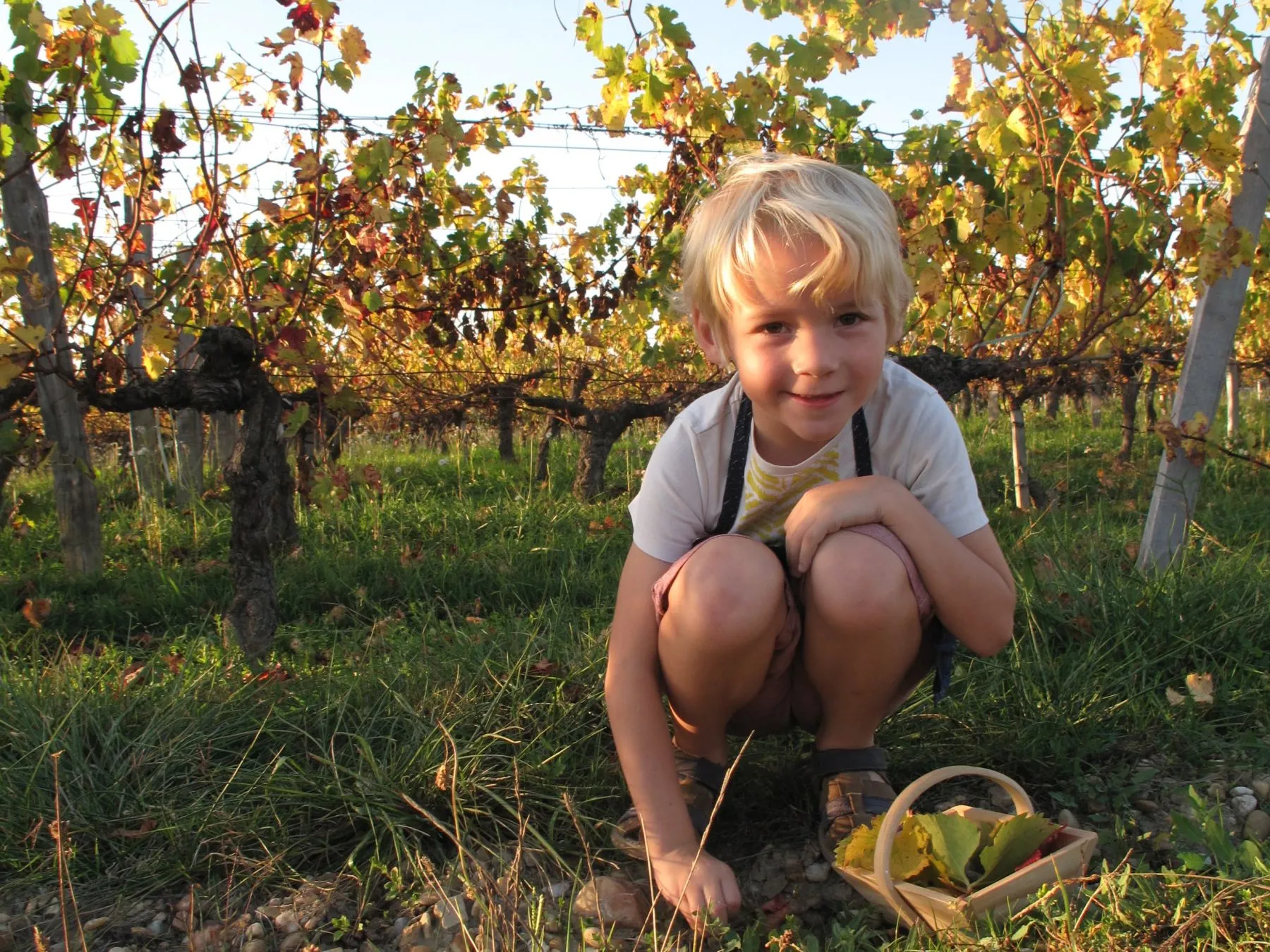 Cueillette dans les vignes du Château Cormeil Figeac