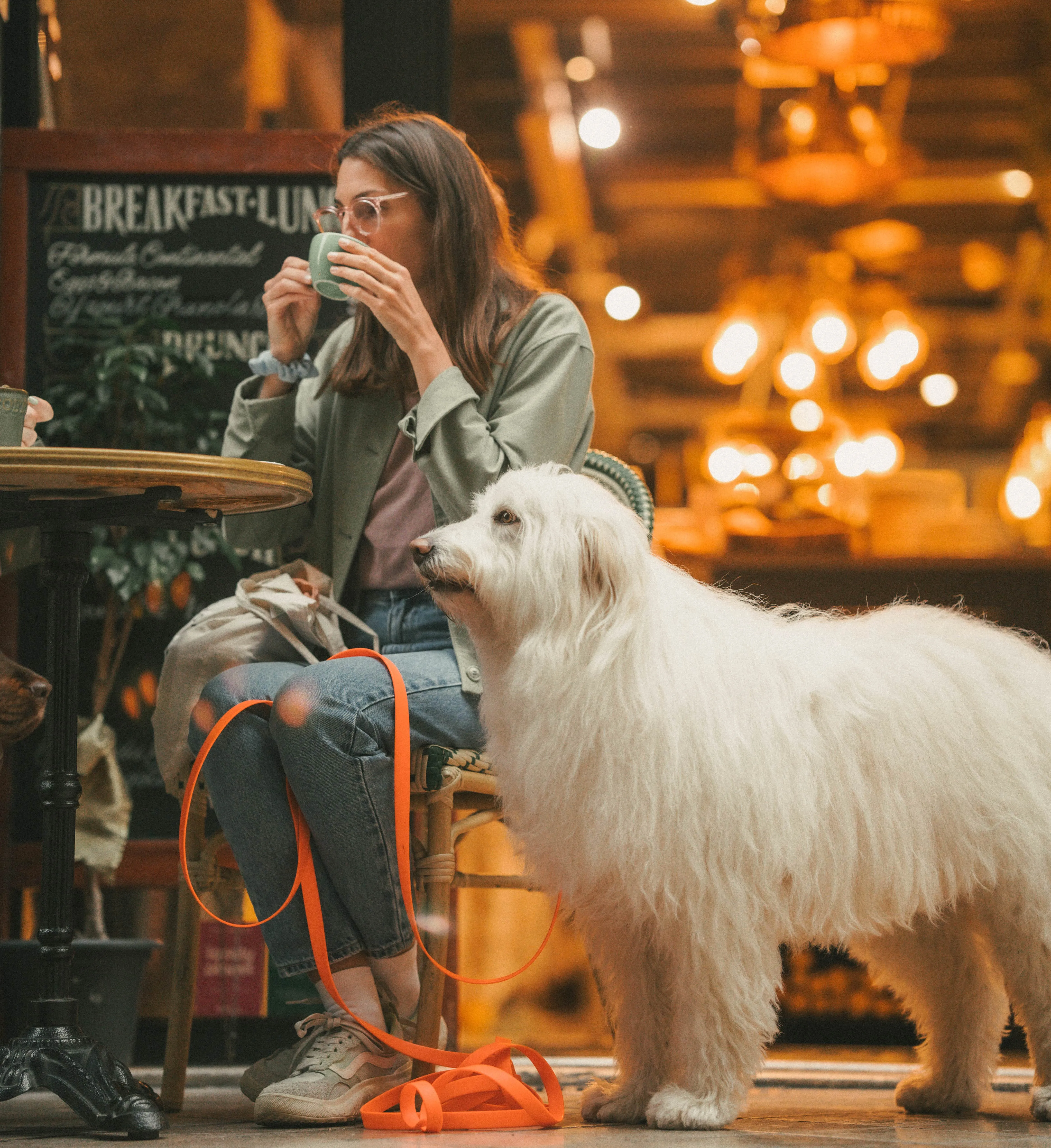 Bordeaux Dogfriendly © Canitourisme Téophile Brodu
