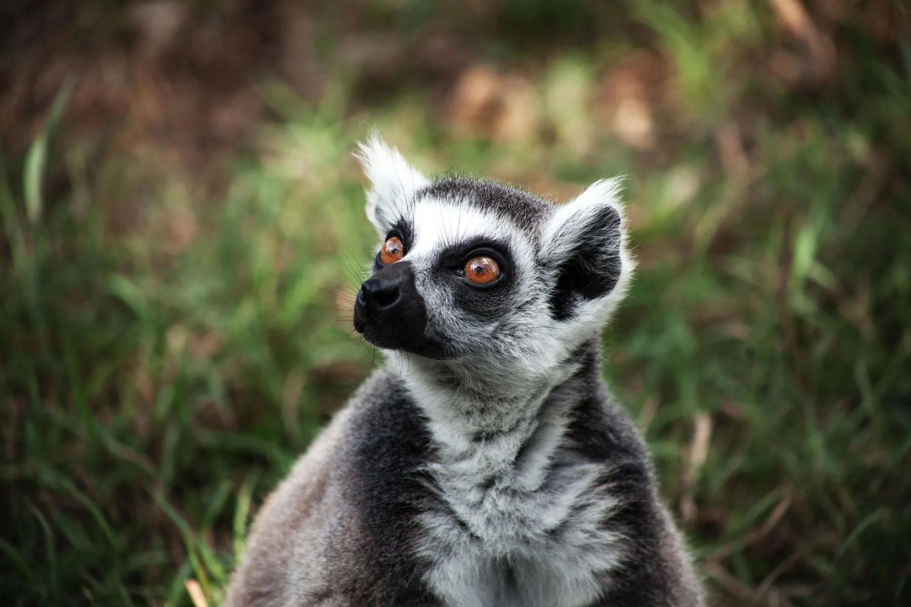 Zoo de Pessac sortie enfants Bordeaux