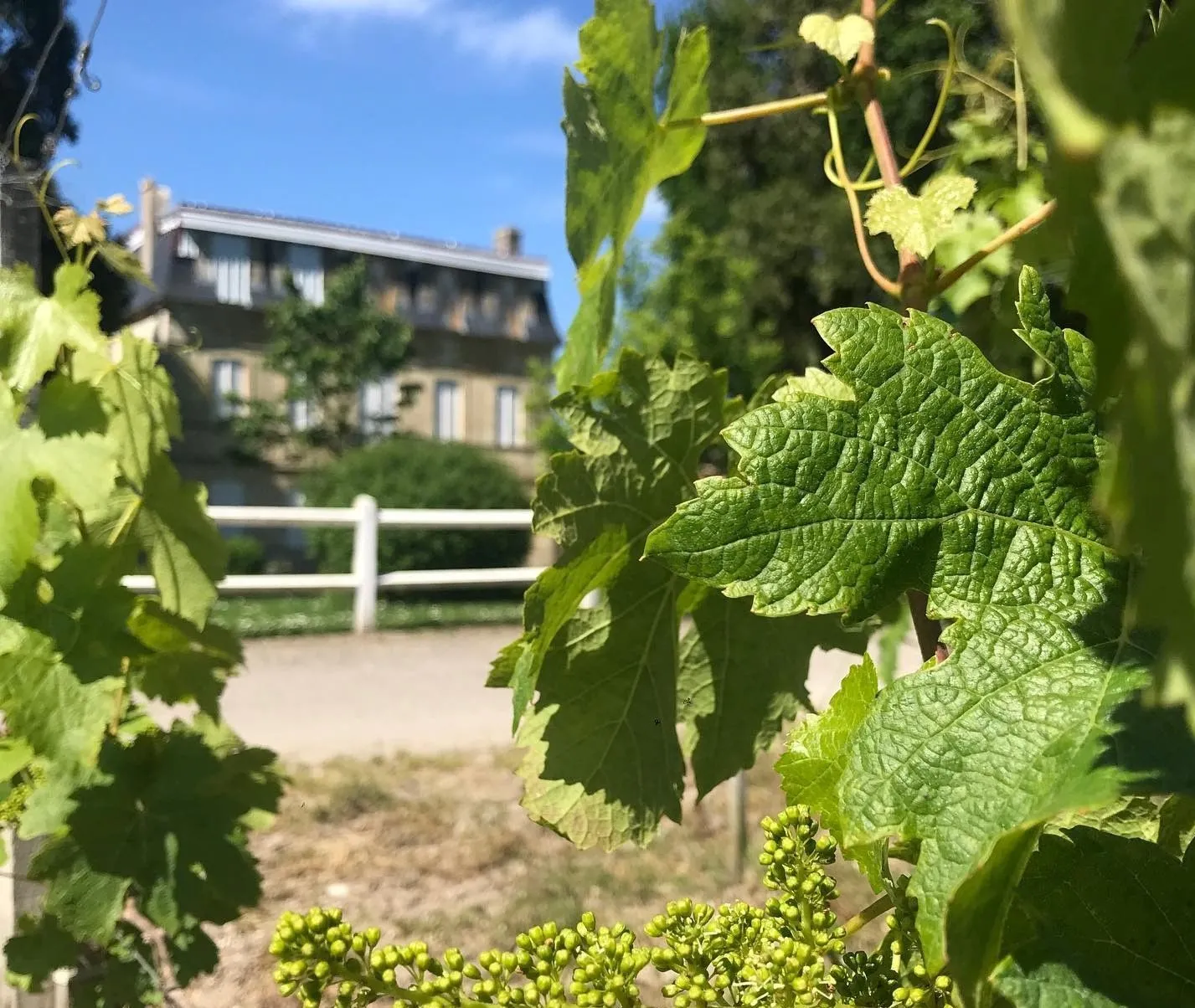 chateau paloumey nature vignoble