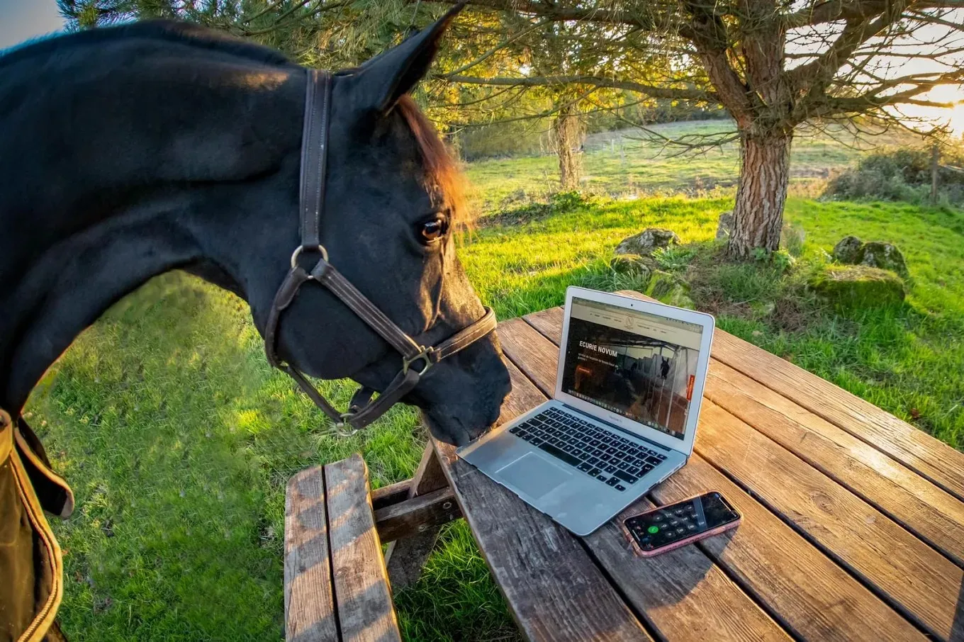 À cheval à l'écurie Novum près de Bordeaux