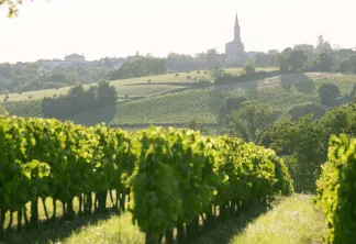 Vignobles en Graves et Sauternes ©Mathieu Anglada.jpg