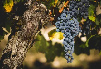 Bergerac et Duras