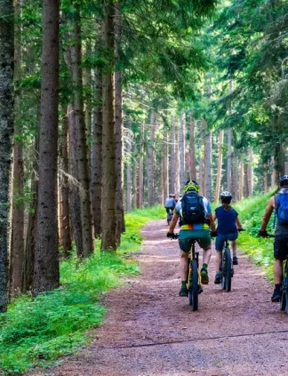 Quatre cyclistes sur un sentier forestier entouré de grands arbres et de végétation verte luxuriante