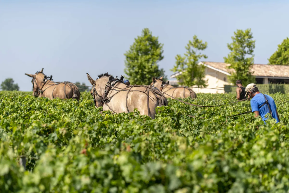 LABELS - Domaine de Chevalier